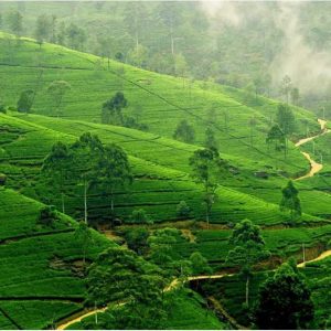 Ella-sri-Lanka-Tea-Plantation